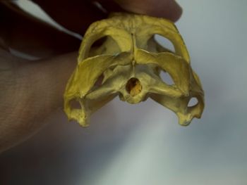 Media type: image;   Herpetology R-4702